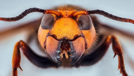 Điểm danh 10 loại ong thường gặp nhất tại Việt Nam